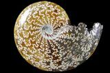Polished, Agatized Ammonite (Cleoniceras) - Madagascar #79743-1
